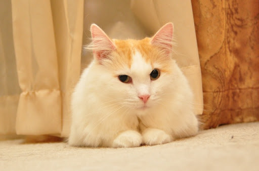 cute fluffy cat