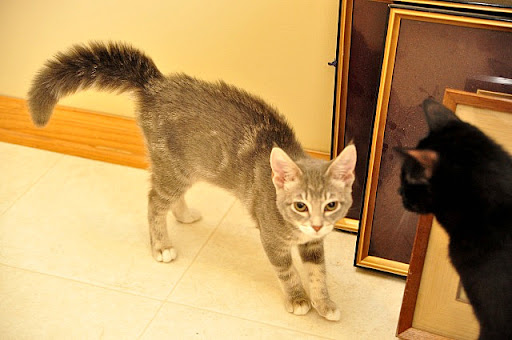 cute kitten tail puffed up