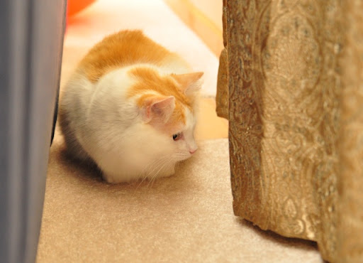 cute cat