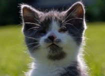 the blind kitten