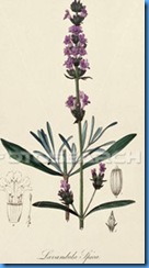 antique-botanical-illustration_~64_LAVND