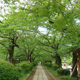 銀閣寺へ向かう哲学の道