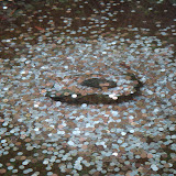 この中央の石にお金が乗れば願いが叶うとかいうものじゃないかなと思うけど、よく分からないままやってみました。
が、なんと一度乗ったにも関わらず跳ね返って外に飛ばされるという事態にっ！