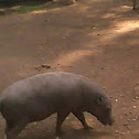 wild boar