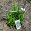 Aster Purple Dome
