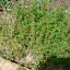Thyme