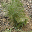 Fennel Bronze