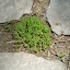 jasonphanley's Stepables garden