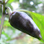 Pepper Purple Jalapeno