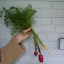 Carrot Cosmic Purple 2