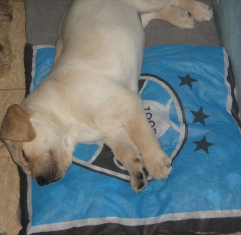 [tranquilidade tricolor[4].jpg]