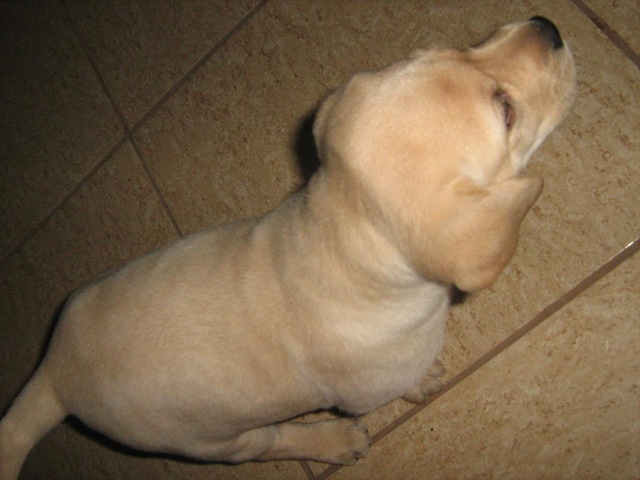 [marley_2 meses[3].jpg]
