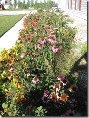 faded_flowers