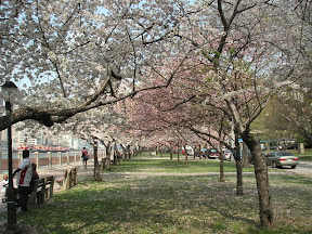 Roosevelt Island around Spring
