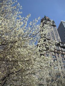 Hanamizuki in front of Plaza Hotel in May