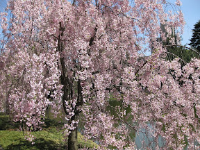 Cherry Blossom at Brooklyn Botanic Garden