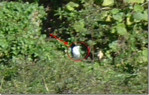 Fantasma Trol Fantasma Trol