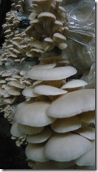 P1140971