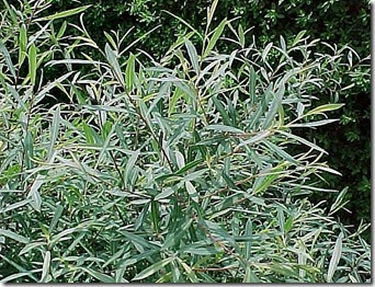 salix nana