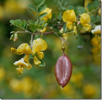 Colutea_arborescens