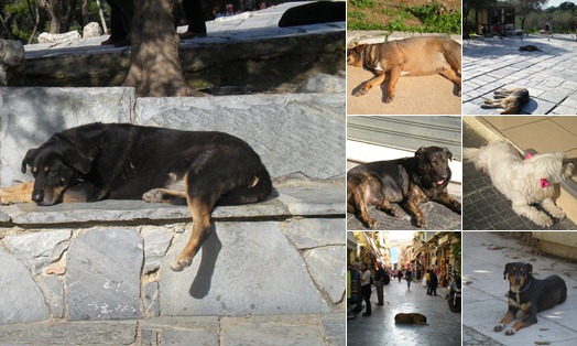 View Dogs in Athens