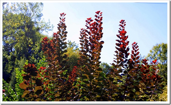 cotinus purpurea