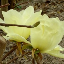 [Magnolia x 'Elisabeth'[3].jpg]