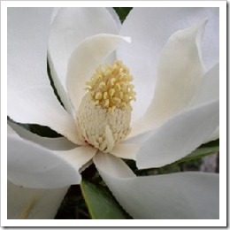 Magnolia grandiflora 'Francois Treyves'