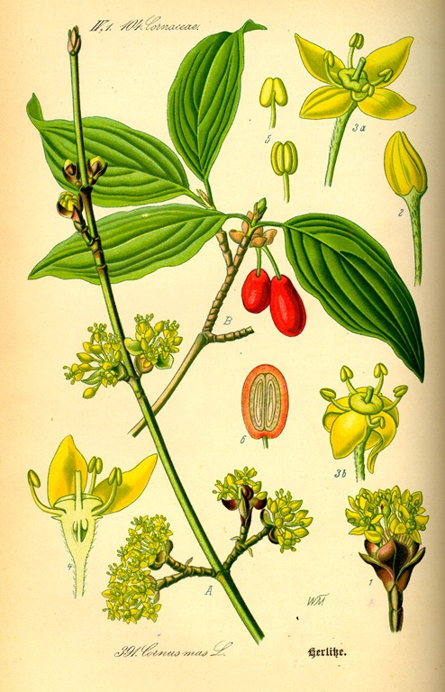 [Cornus[5].jpg]