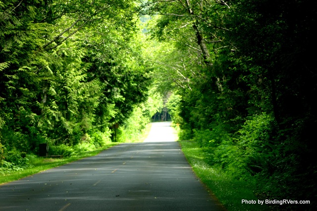 [IMG_5312-Green Tunnel[3].jpg]