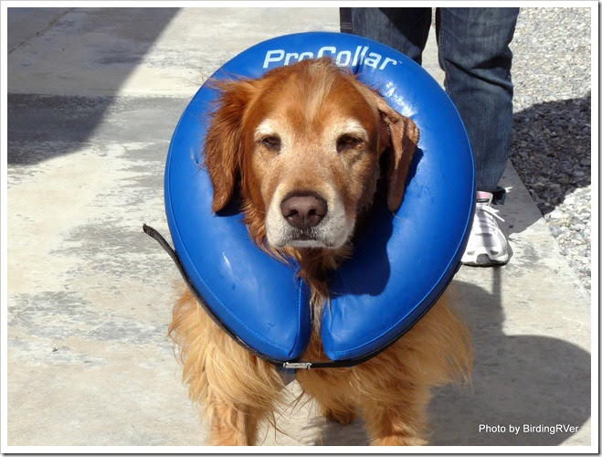 Dog Collar Vet Keeps Coming Undone Dog Collar Vet Keeps Coming Undone