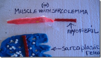 musclewithsarcolemma