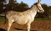 [Andaluz2[1].jpg]