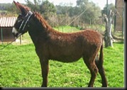 asnal catalana