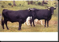 NEGRA ANDALUZA