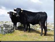 AVILEÑA BOCIBLANCA