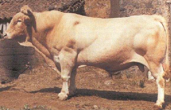 [BOVINAPALMERA2.jpg]