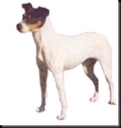 raza-Ratonero-Bodeguero-Andaluz