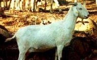 [blancaandaluza3.jpg]