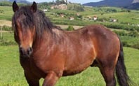 [CaballodeMonte3.jpg]