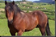 Caballo de Monte
