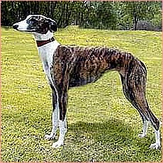 [galgo_espanol2.jpg]