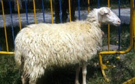 [OvinaMallorquina13.jpg]