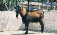 [mallorquina13.jpg]