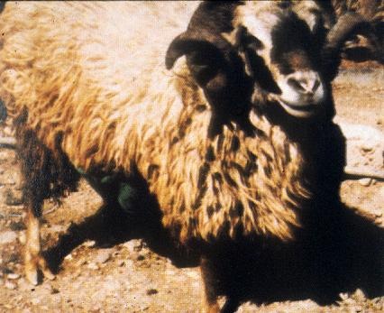 [Foto2Canaria2.jpg]