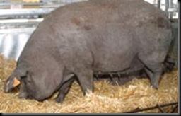 IBERICA