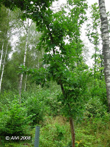 Ąžuoliukas Ąžuoliukas