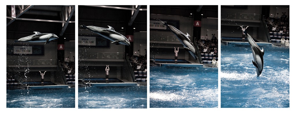 [Dolphins[3].jpg]