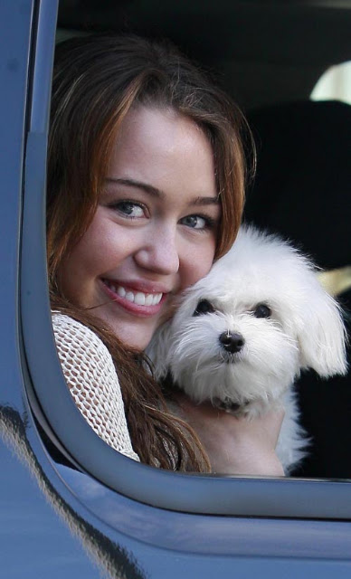 03-01-09 Burbank, CA Actress/singer Miley Cyrus and her dog arriving at the Walt Disney Studios in Burbank for a meeting... Non-Exclusive Pix by Flynet ©2009 818-307-4813 Nicolas 323-974-6007 Jay 310-466-8617 Scott