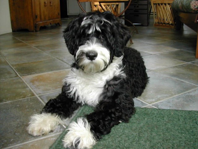 [Portuguese water dog[1].png]